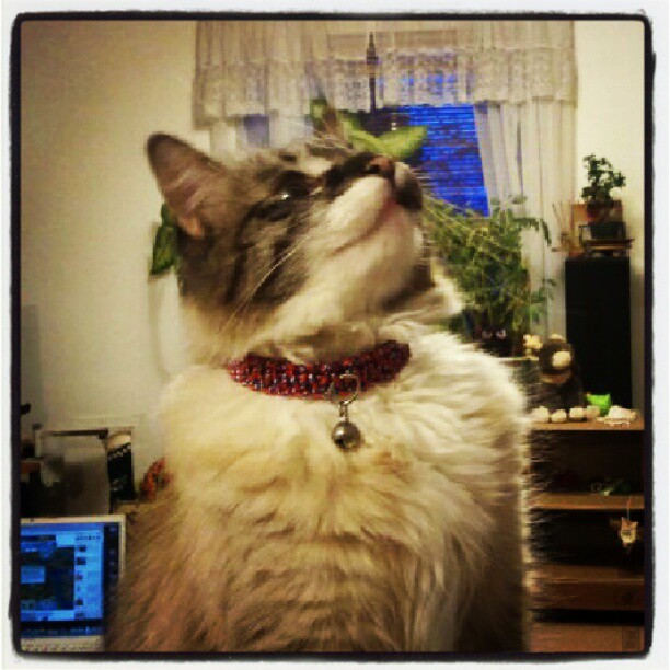 CatCollar